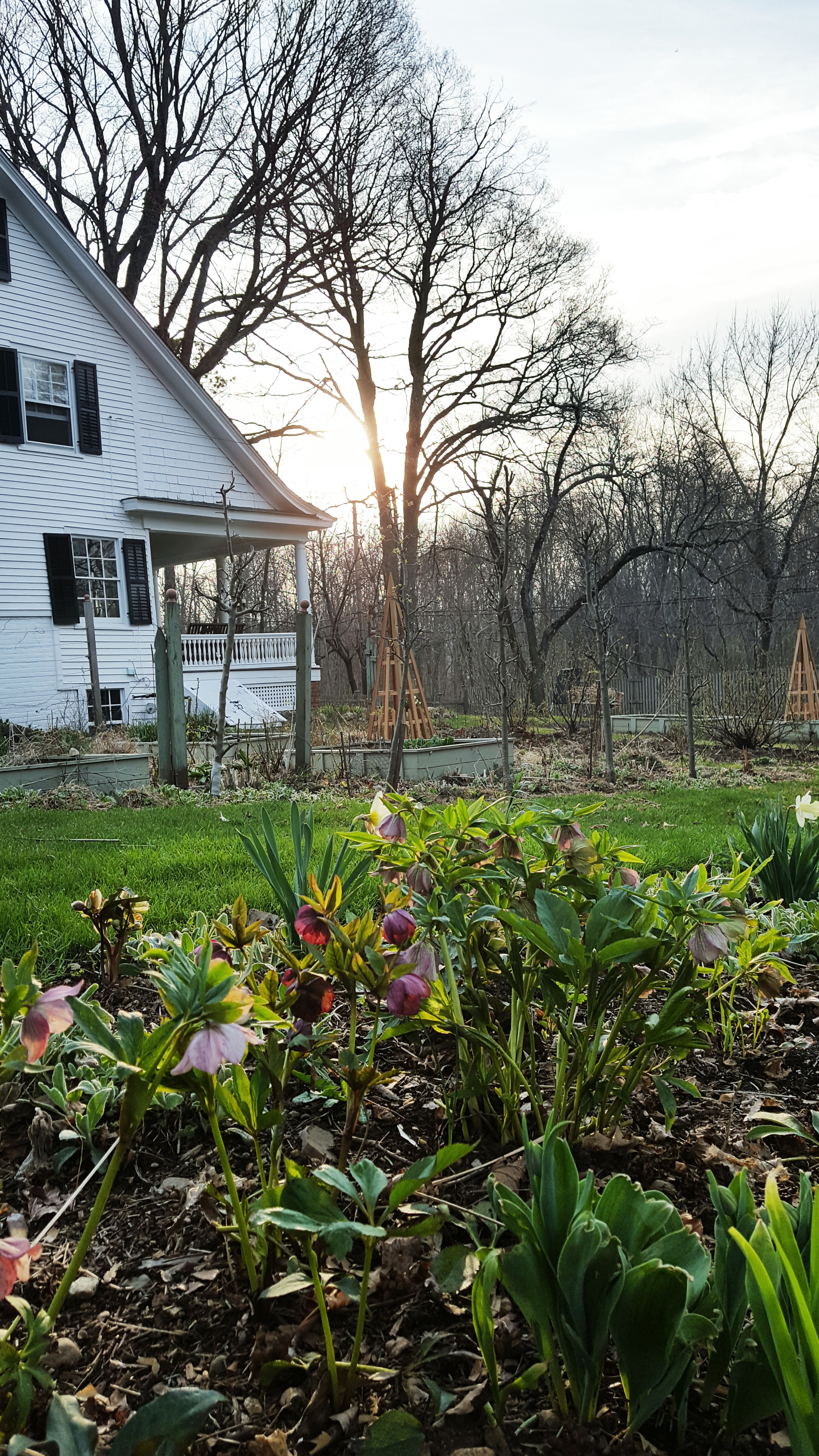 It's spring gardening season in Gloria B. Collins cottage style farmhouse garden in the Hudson Valley and flowers are just starting to bloom. 
