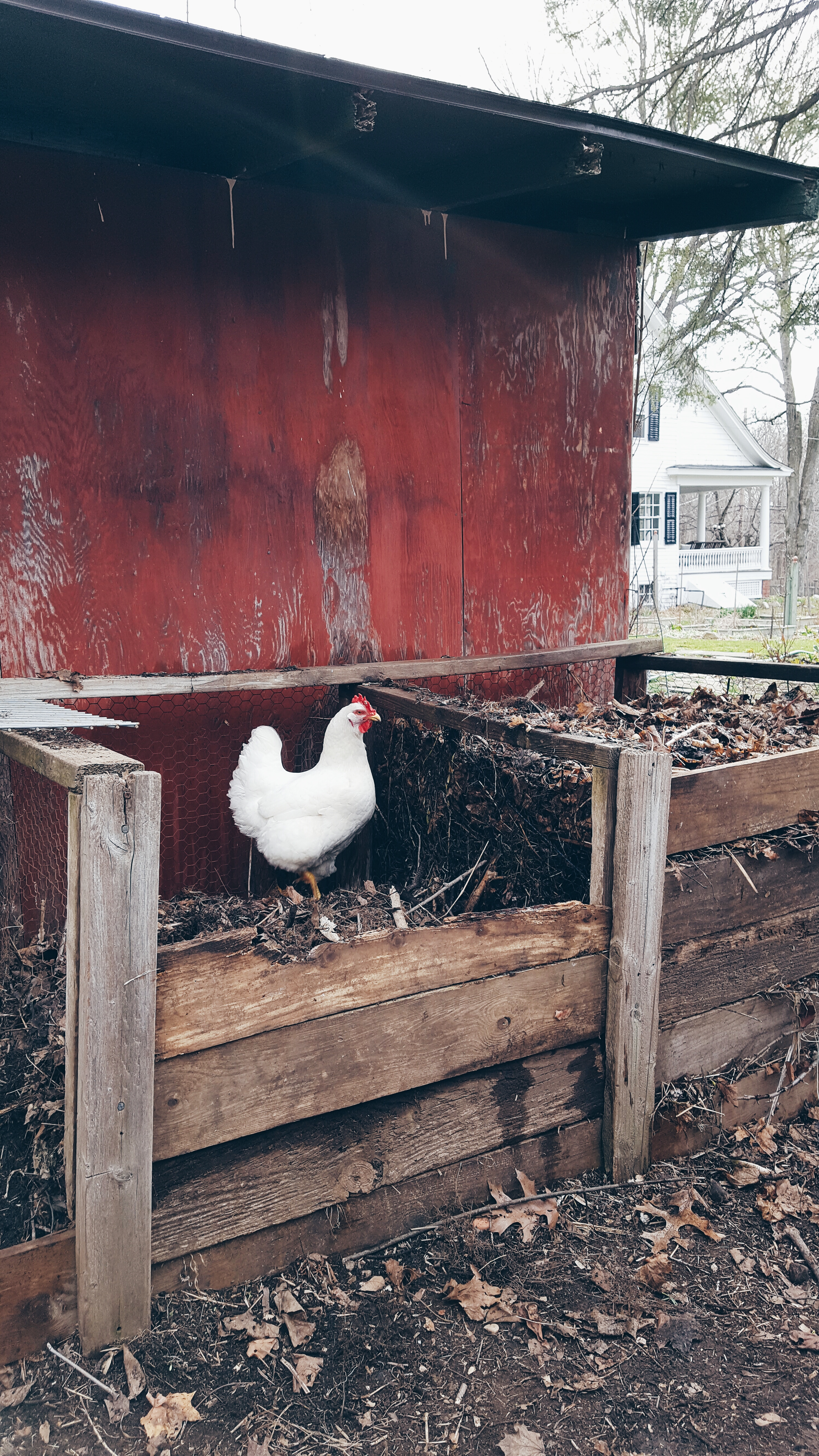 Compost bins and Henny the chicken at the Hudson Valley farmhouse of Gloria B. Collins.