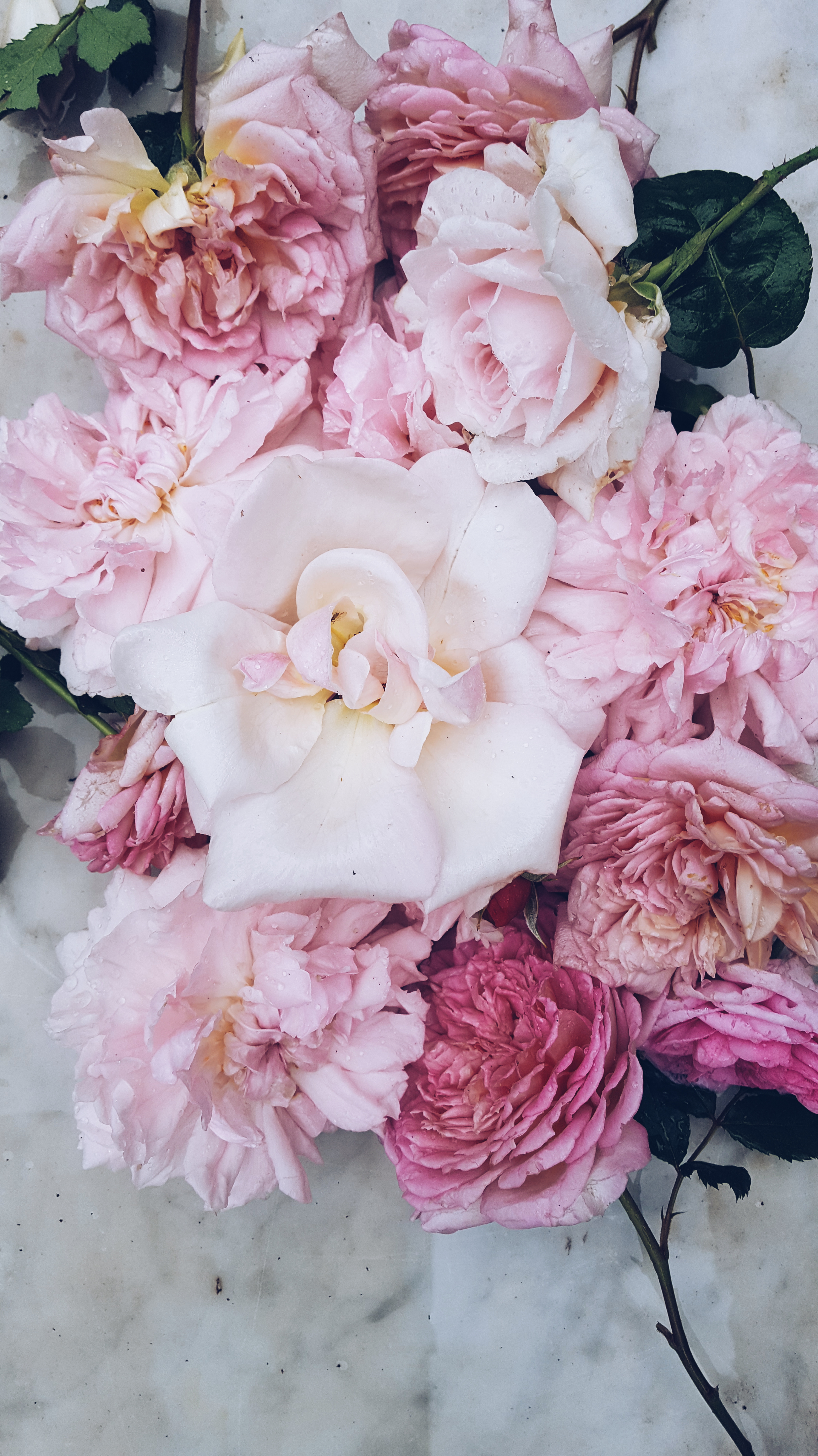 freshly cut cottage style pink roses on marble table