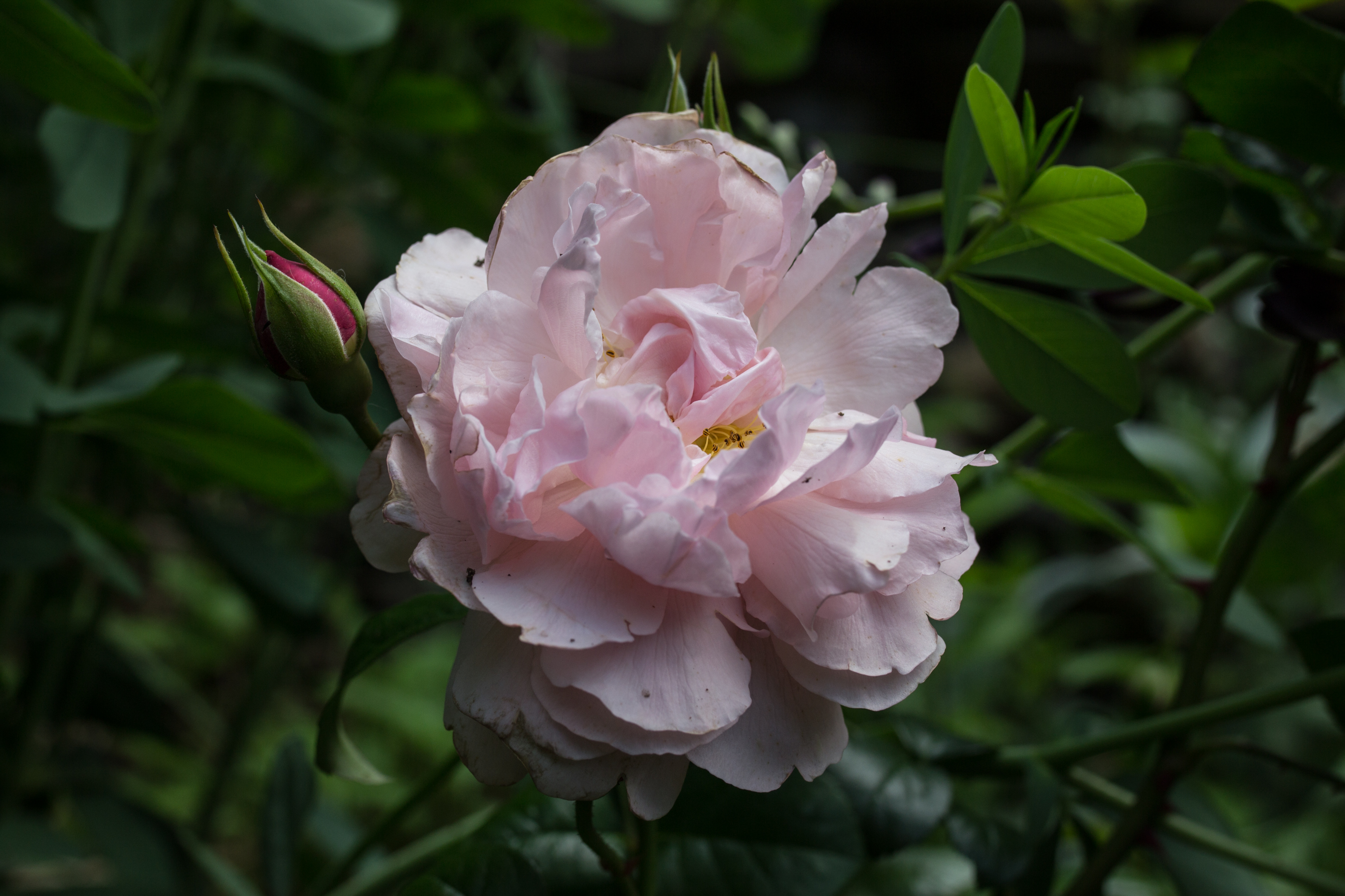 photo of single pink rose from the garden of floral designer and artist Gloria B. Collins