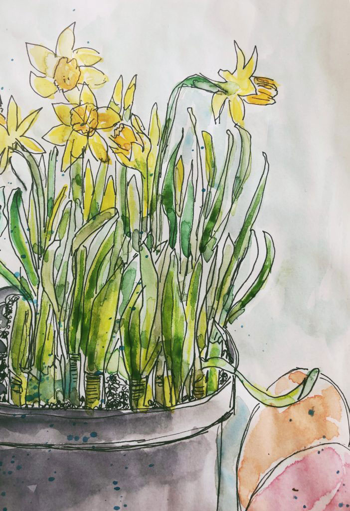 watercolor sketch of daffodils 