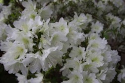 Garden Azalea for flower arrangements