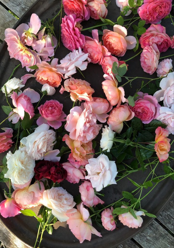 table of roses grown in a cottage style garden for floral arrangements
