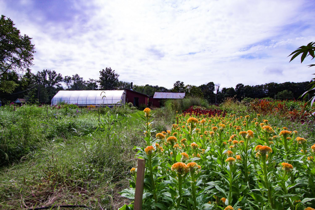 rows of flowers grown at Stars of the Meadow flower farm on a sunny day