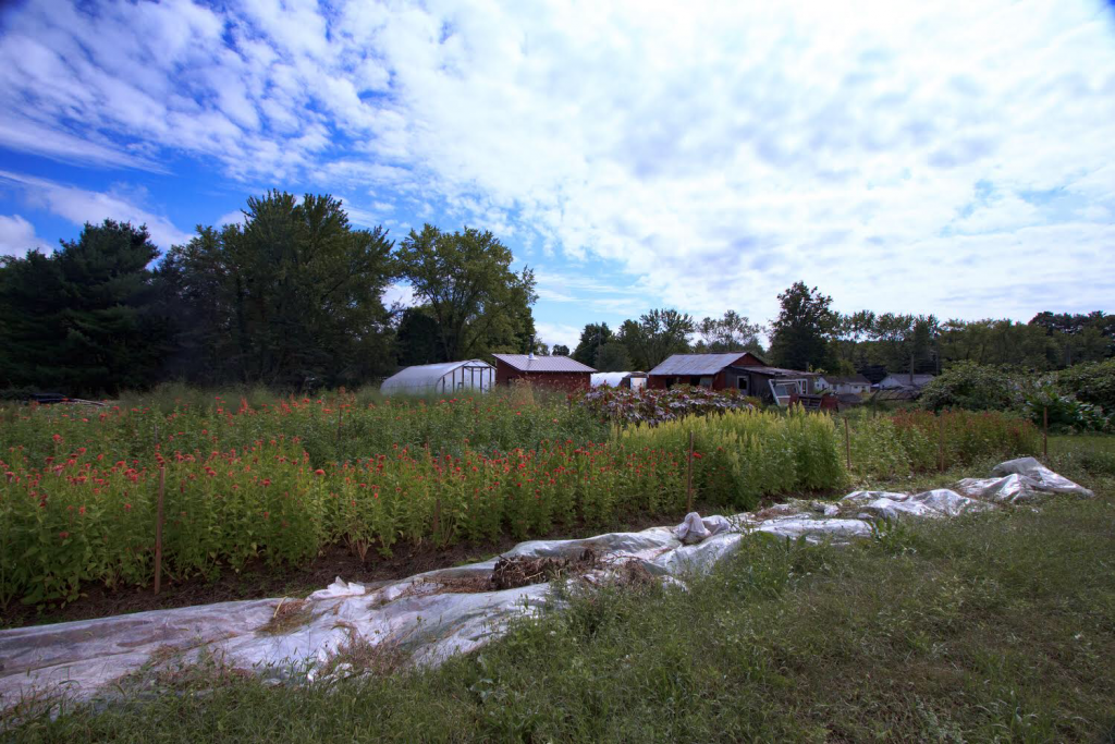 Stars of the Meadow, a Hudson River Valley Flower Farm, on a sunny day