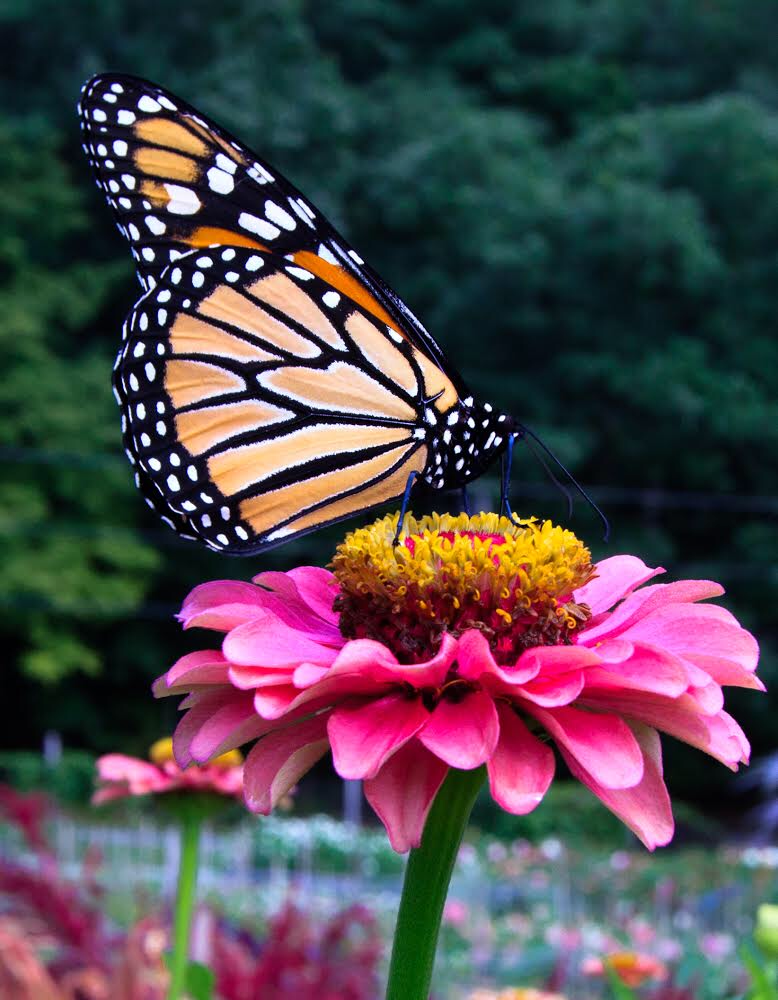 a monarch butterfly resting on a flower at Stars of the Meadow flower farm