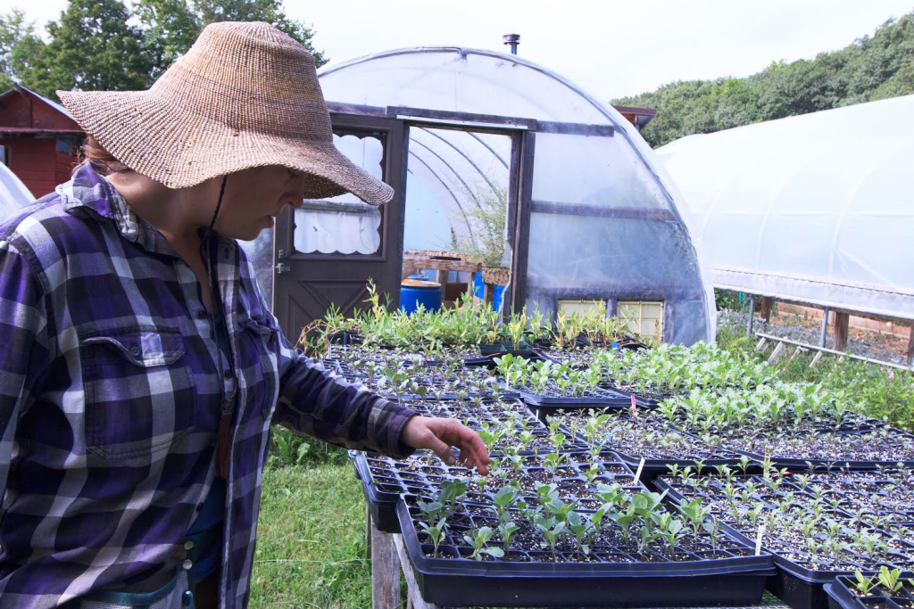 Marybeth Wehrung of Stars of the Meadow checking on her starter flowers