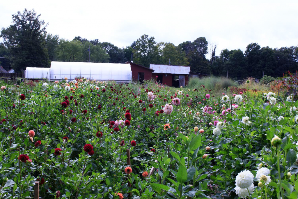 Stars of the Meadow, a Hudson River Valley Flower Farm, in full bloom