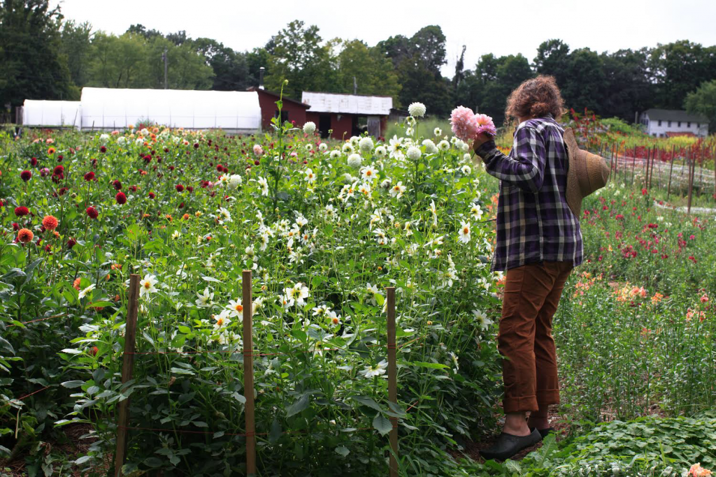 Marybeth Wehrung of Stars of the Meadow flower farm harvesting flowers