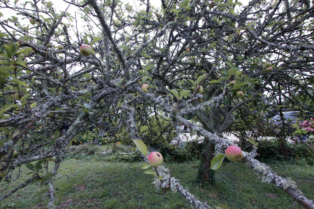 "7 Ways to Support Pollinators" by Gloria B. Collins