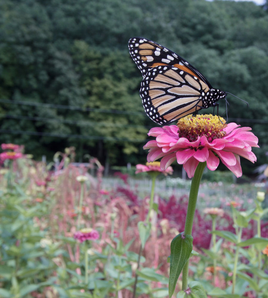 "7 Ways to Support Pollinators" by Gloria B. Collins