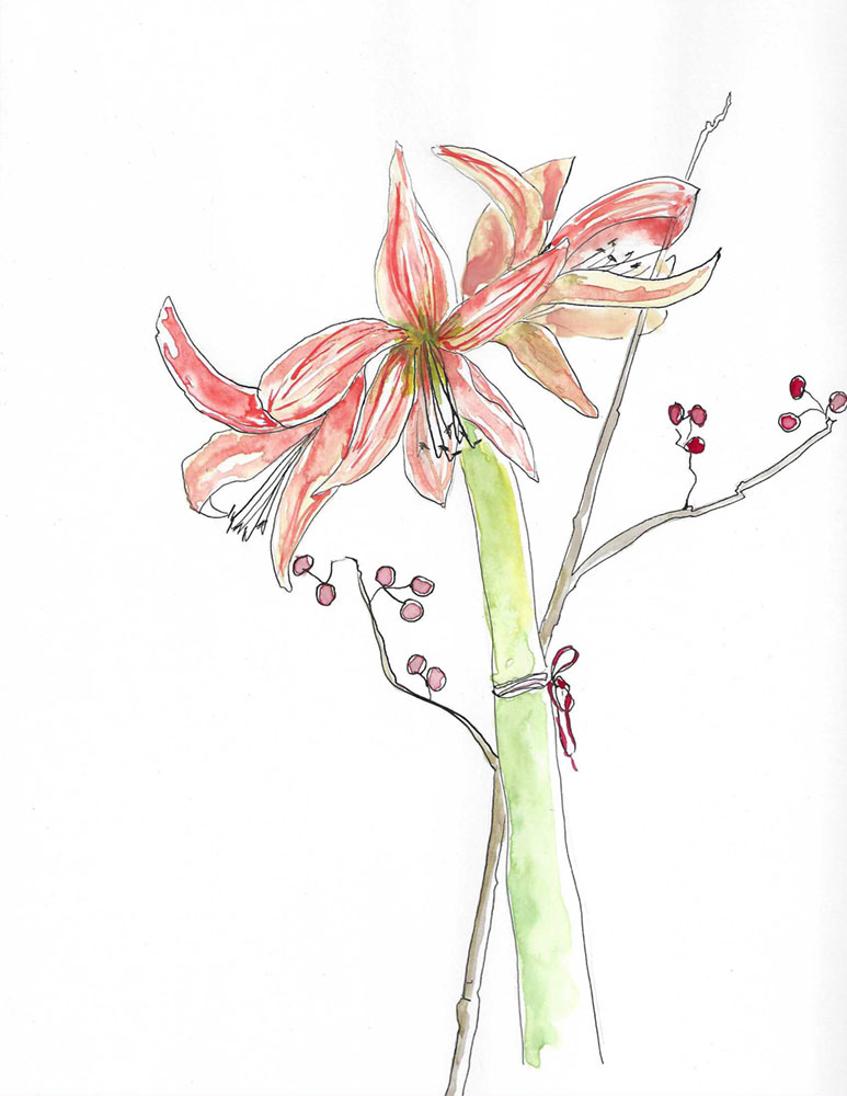 Amaryllis Sketch by Gloria B. Collins