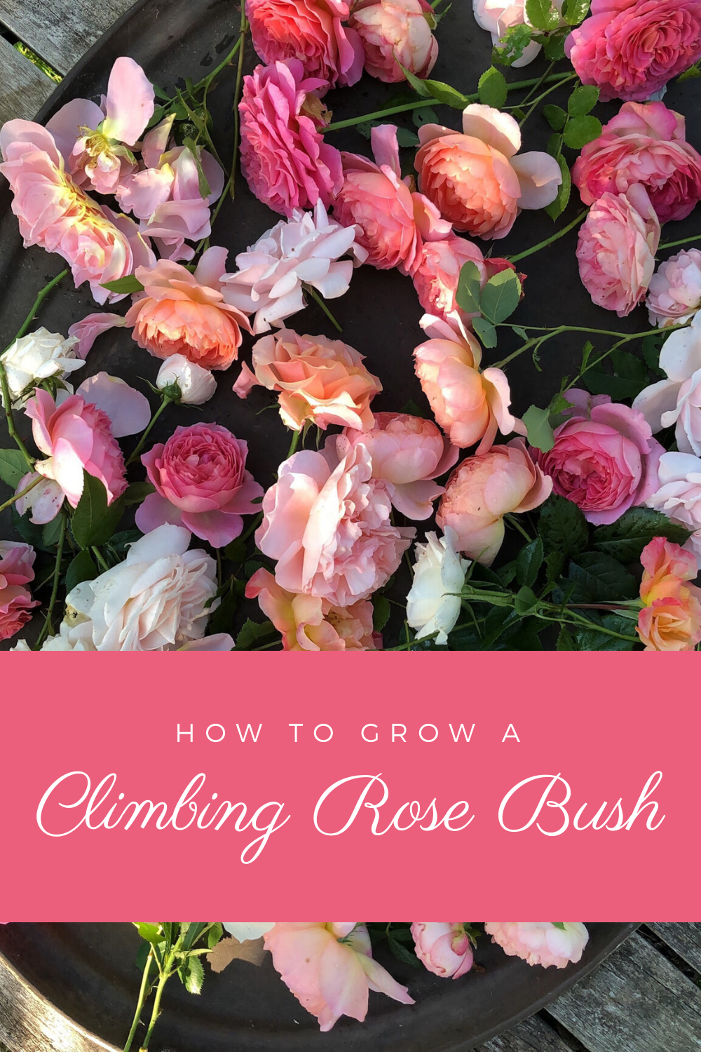 How to Grow a Climbing Rose Bush | Gloria B. Collins