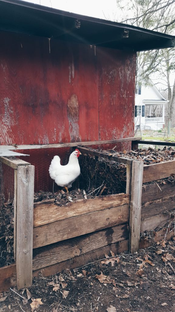 Tips for a Sustainable Garden | Gloria B. Collins